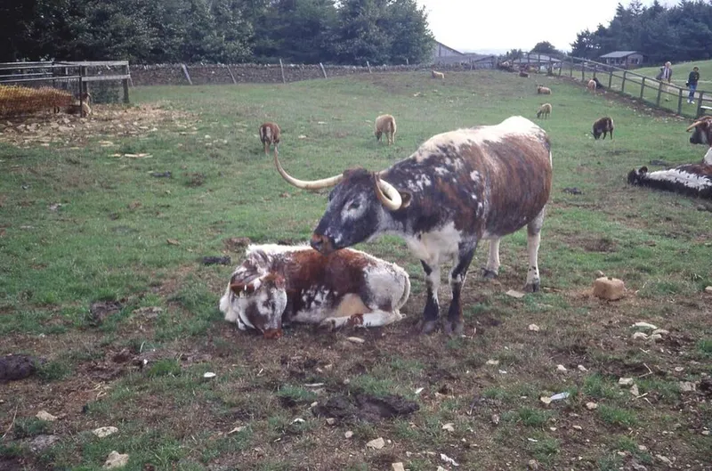 Cotswold Farm Park